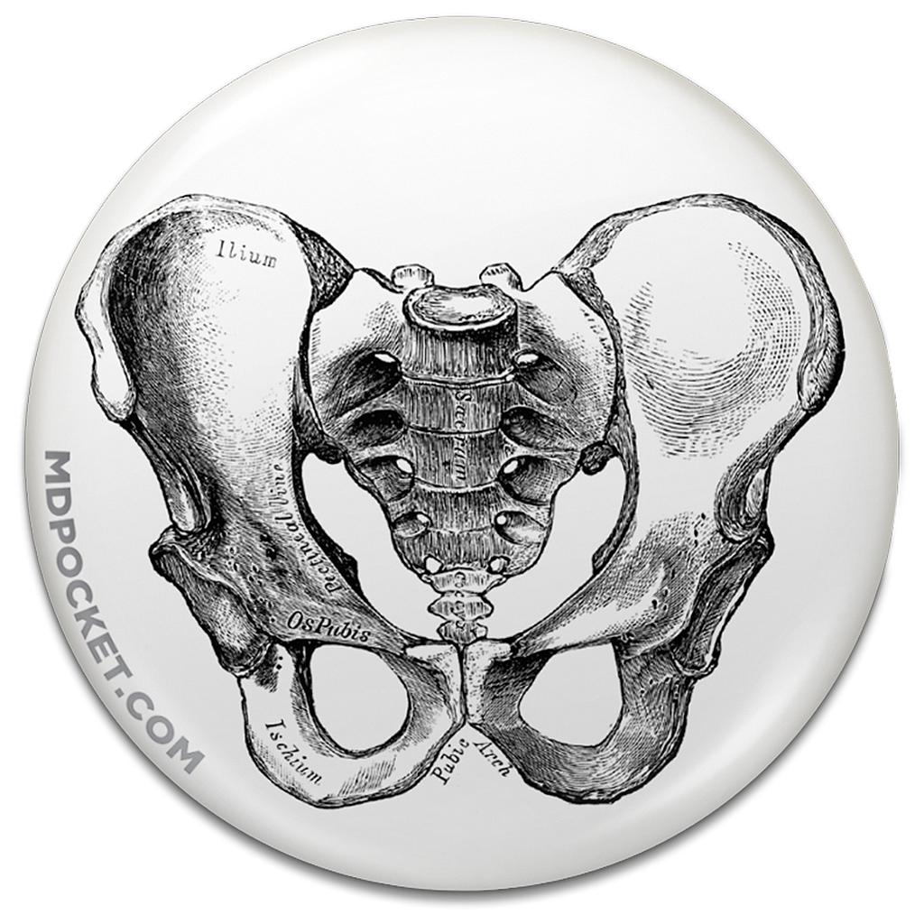 Vintage Pelvis Diagram Button