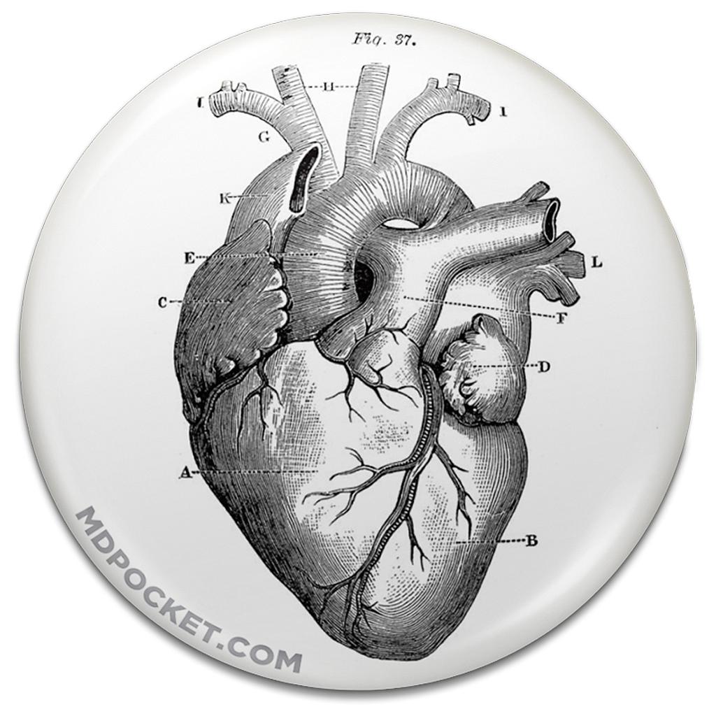 Vintage Heart Diagram Button