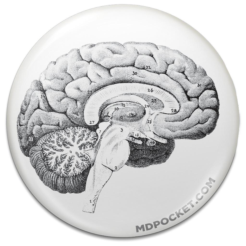 Vintage Brain Diagram Button